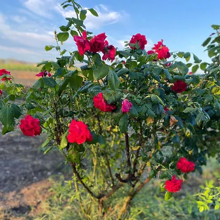 Alojamento de Acomodação e Pequeno-almoço Ca Baruffa SantʼArcangelo di Romagna