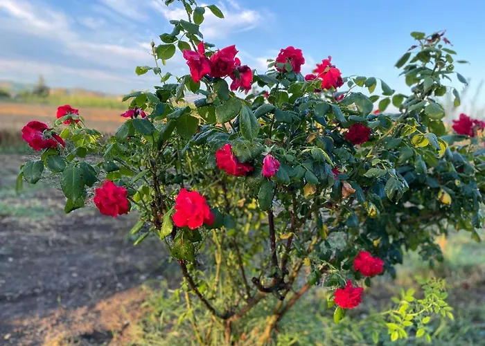 Bed & Breakfast Ca Baruffa Santarcangelo di Romagna